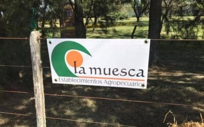 Hoy Di Santi realiza el 11° remate anual de La Muesca, con una muy buena oferta.