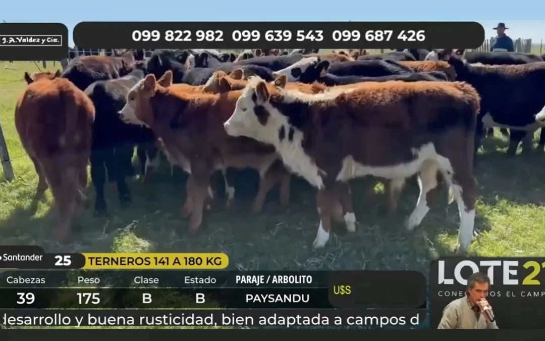 Lote 21 cerró el primer día de ventas con precios al alza.