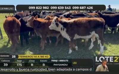 Lote 21 cerró el primer día de ventas con precios al alza.