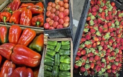 Cambio en la oferta de hortalizas de fruto y frutas de huerta.