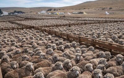 Argentina atorada con los ovinos, realizó envíos a Túnez y espera por Brasil.