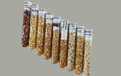 Uruguay incrementa el número de especies conservadas en diversidad genética
