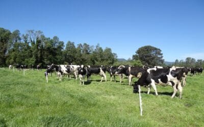 Llega el frío y hay que tomar medidas con la alimentación del rodeo.
