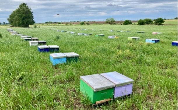 MGAP refuerza pautas para proteger apiarios en cultivos.
