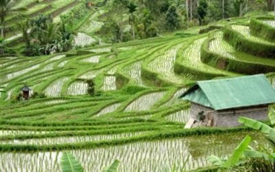 Gobierno indonesio insta a productores a sembrar arroz por riesgos de El Niño.