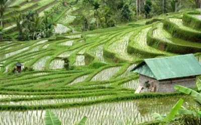 Gobierno indonesio insta a productores a sembrar arroz por riesgos de El Niño.