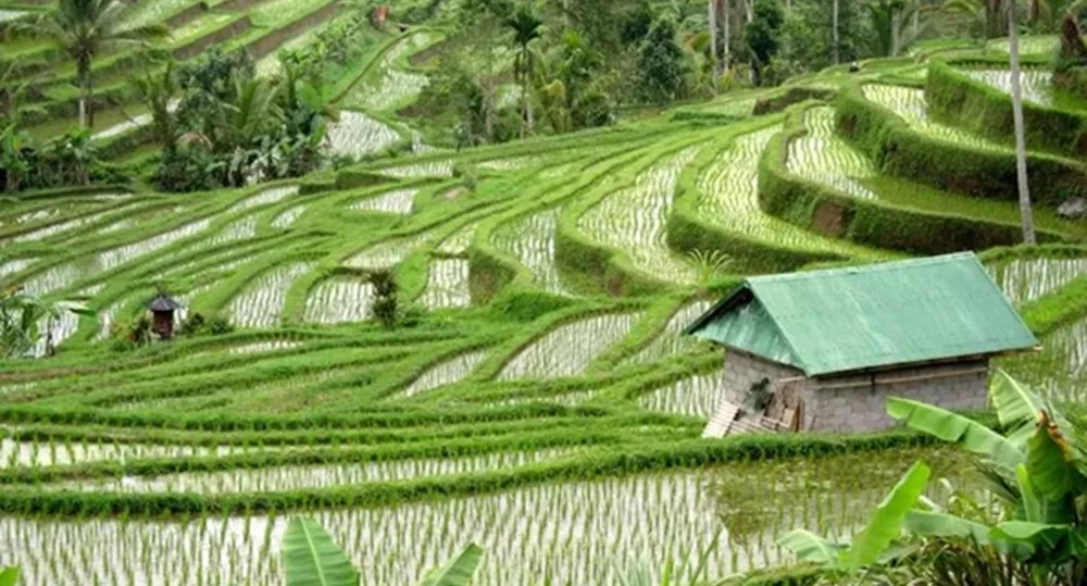 Gobierno indonesio insta a productores a sembrar arroz por riesgos de El Niño.