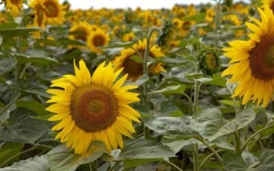 Argentina. Exportaciones del complejo girasolero crecieron 160% e instalan un récord.