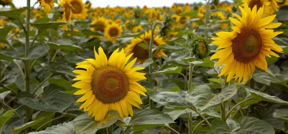 Argentina. Exportaciones del complejo girasolero crecieron 160% e instalan un récord.