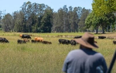 Australia. El ganado joven sigue consolidándose en AuctionsPlus y Stocklive. 