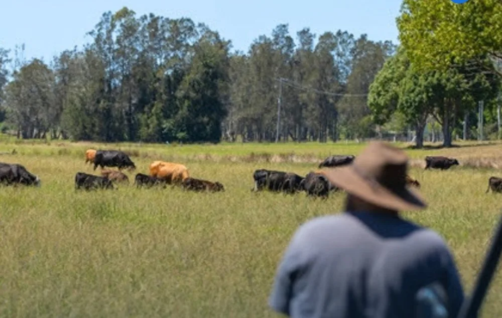 Australia. El ganado joven sigue consolidándose en AuctionsPlus y Stocklive.