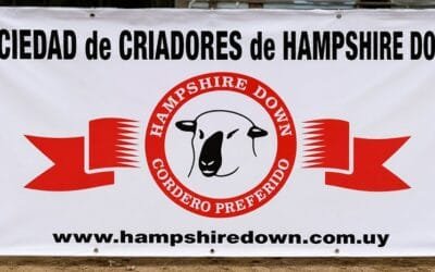 Expo Sinergia 2026. El mejor lote fue para Javier Cambruzzi con sus Hampshire Down.