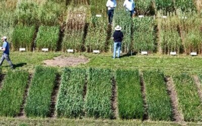 INIA. Nuevas herramientas disponibles para trigo y cebada.