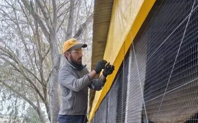 La avicultura crece en adopción de tecnología y mejor infraestructura.