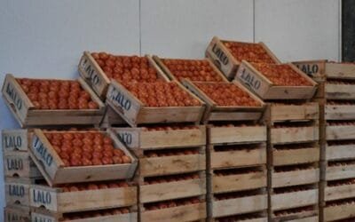 El litoral norte, polo estratégico hortícola para el mercado interno.