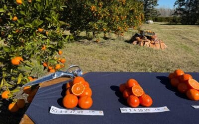 El MGAP lanzó la campaña de prevención contra el HLB.
