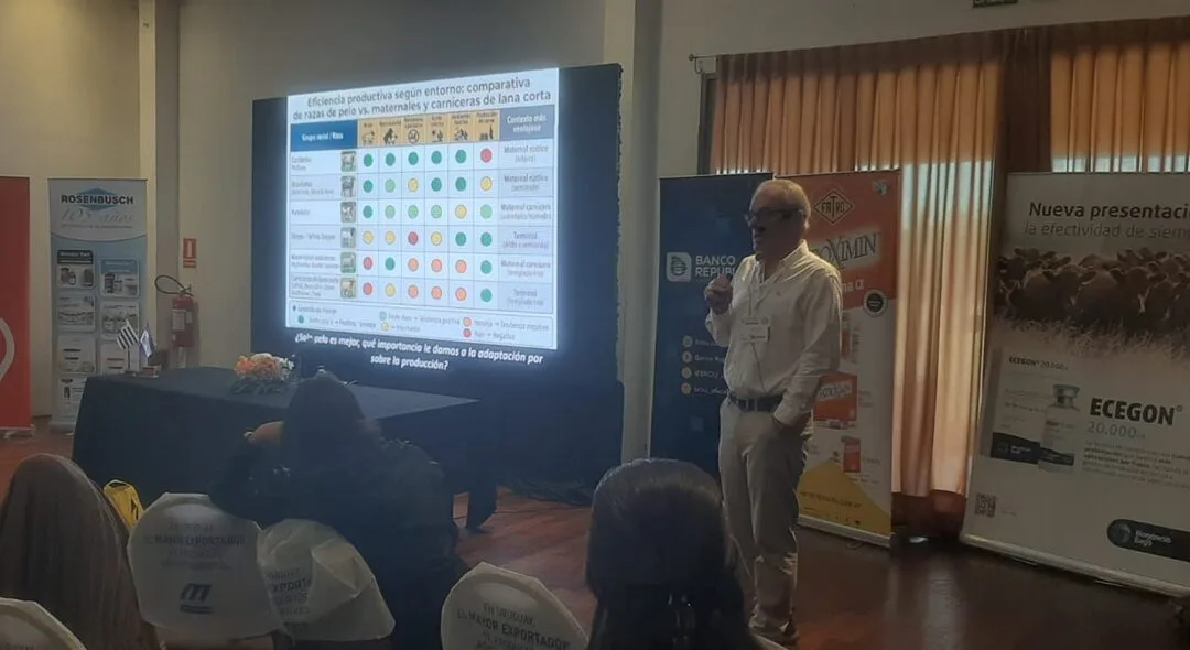 ¿Qué aporte pueden hacer las razas de pelo a la producción ovina nacional?
