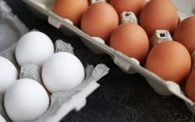 En Chile cae la cantidad de aves de postura pero aumenta la producción de huevos.