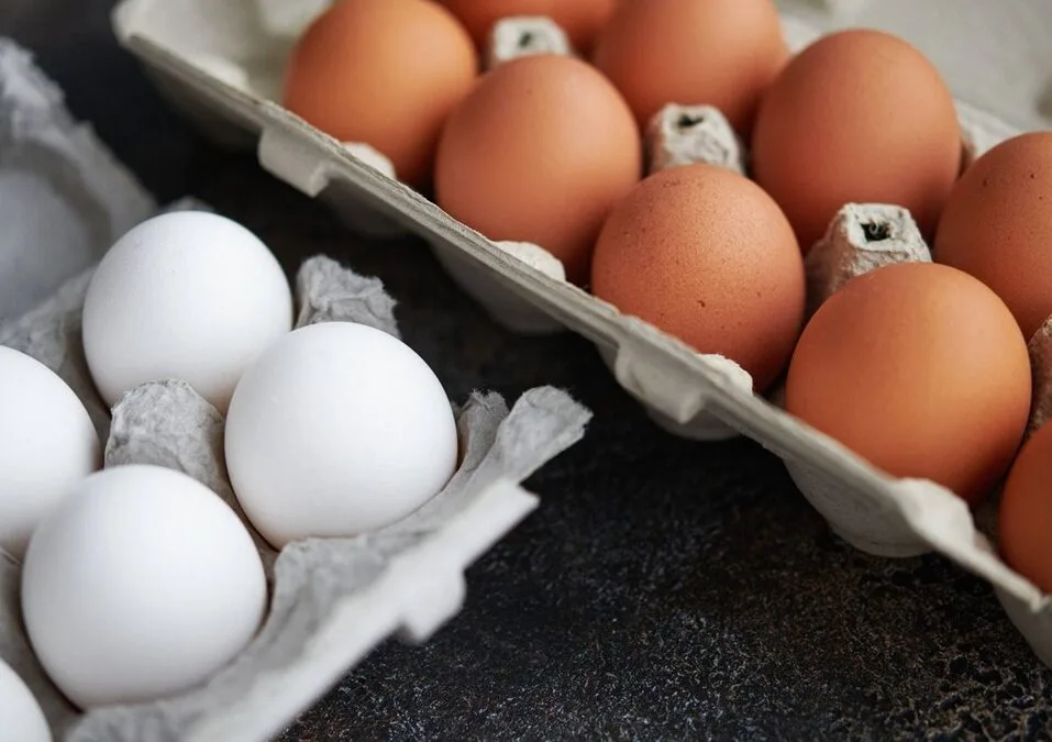 En Chile cae la cantidad de aves de postura pero aumenta la producción de huevos.
