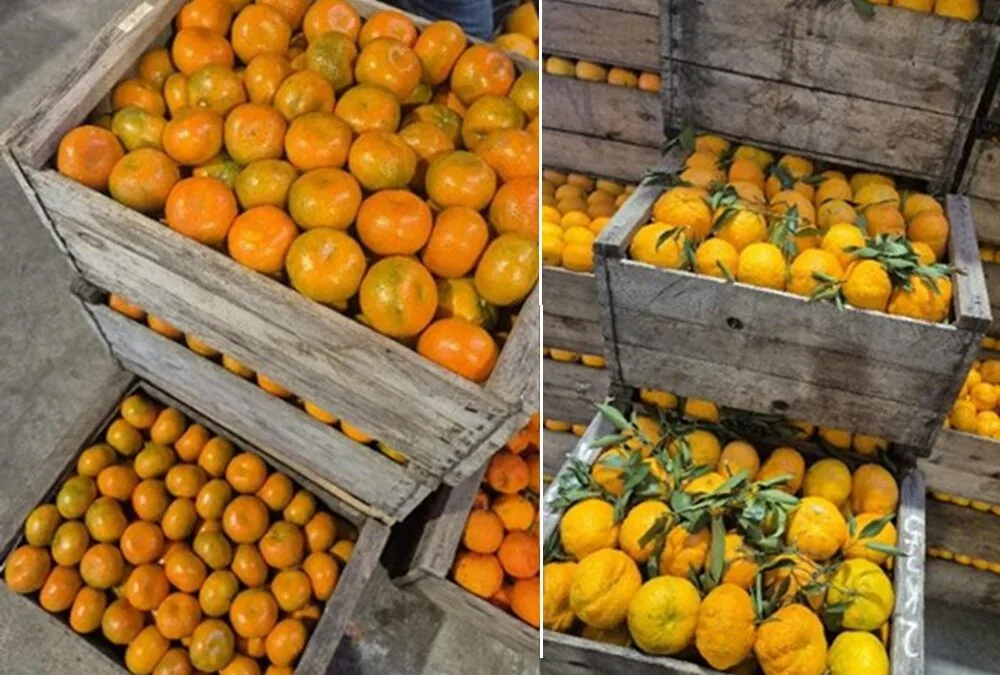 Se amplía el abanico de variedades de mandarinas.