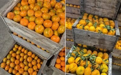 Se amplía el abanico de variedades de mandarinas.