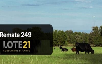 Hoy Lote 21 inicia el remate 249 que finaliza mañana.