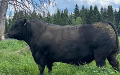 Genética de Montana: claves de la Beef Tour Selecta 2026.