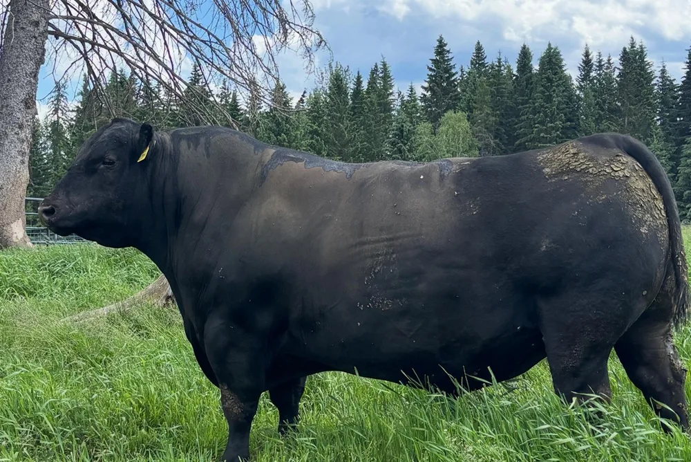 Genética de Montana: claves de la Beef Tour Selecta 2026.