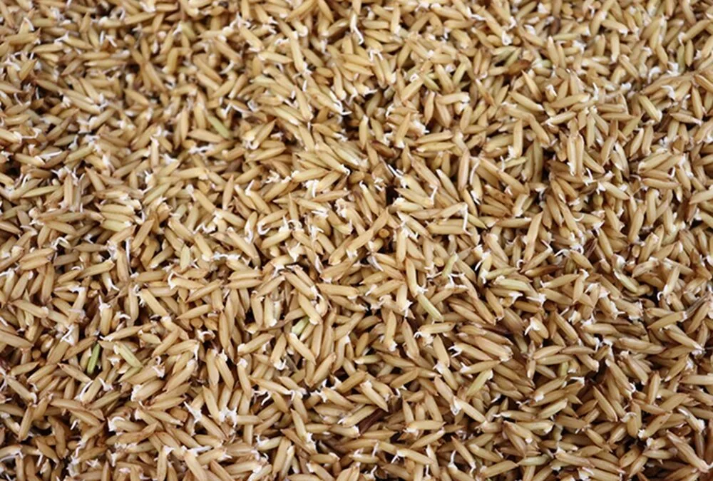 Investigaciones muestran que el arroz germinado es más nutritivo.