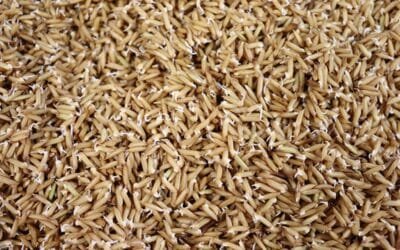 Investigaciones muestran que el arroz germinado es más nutritivo.