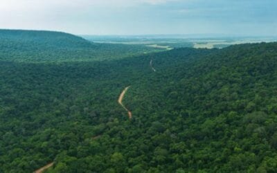 Paraguay busca convertir la forestación en motor de desarrollo económico.