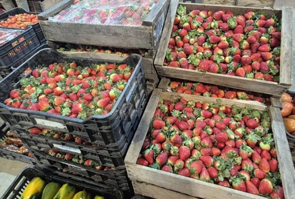 Crece la oferta invernal de frutillas.