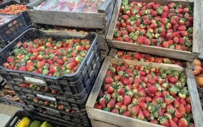 Crece la oferta invernal de frutillas.