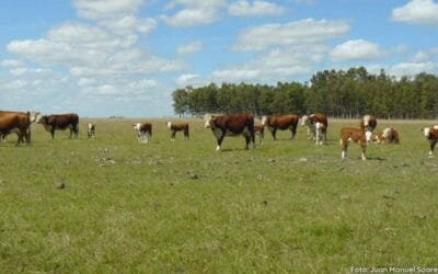 Uruguay 2050: la ganadería ante su gran desafío.