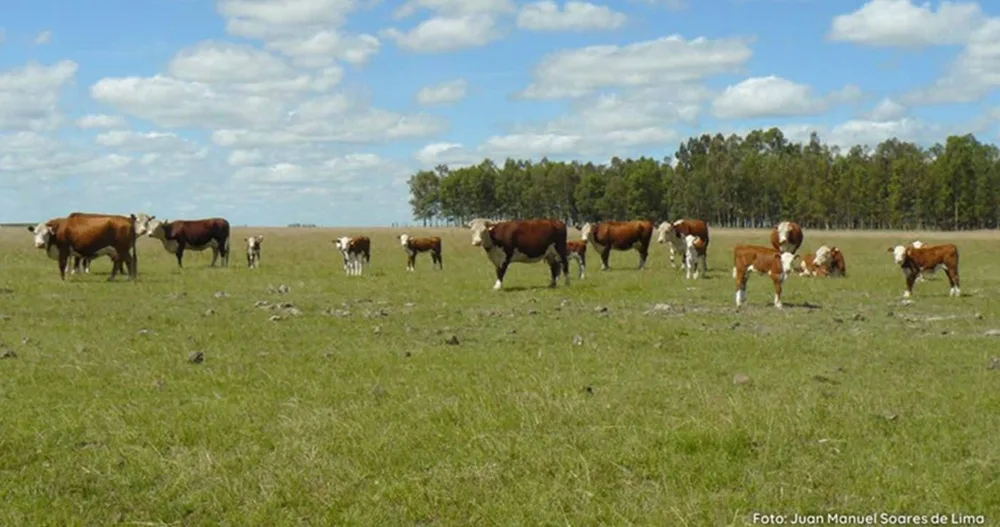 Uruguay 2050: la ganadería ante su gran desafío.