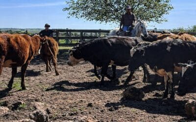 INC mantiene valor de rentas en zonas de emergencia agropecuaria