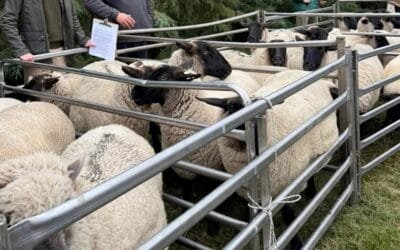 La Sociedad de Criadores Suffolk incluyó hamburguesas de cordero en su gira 2026.