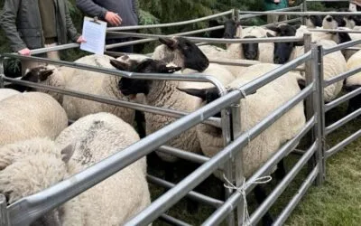 La Sociedad de Criadores Suffolk incluyó hamburguesas de cordero en su gira 2026.