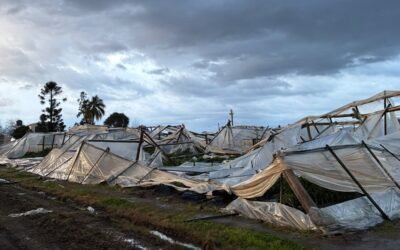 Tormentas en el litoral norte afecta la producción de hortalizas de frutos.