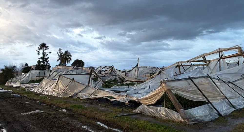 Tormentas en el litoral norte afecta la producción de hortalizas de frutos.