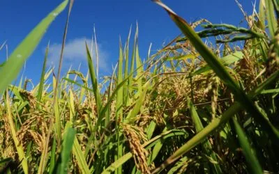 Apoyo del BROU al sector arrocero con refinanciación de deudas y más crédito para próxima zafra