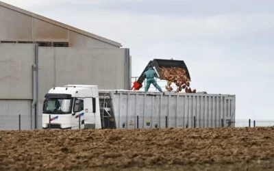Ola de calor arrasa la avicultura francesa causando la muerte a millones de ejemplares.