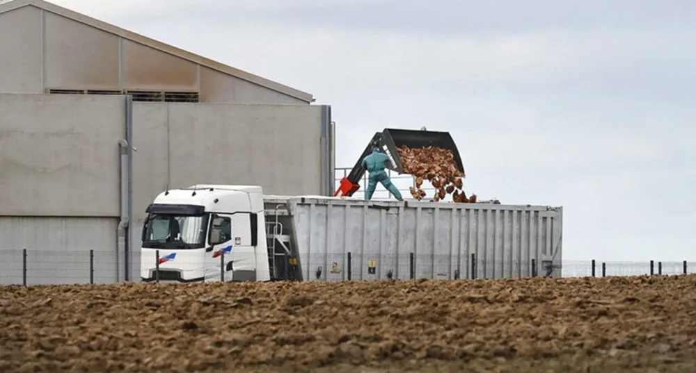 Ola de calor arrasa la avicultura francesa causando la muerte a millones de ejemplares.