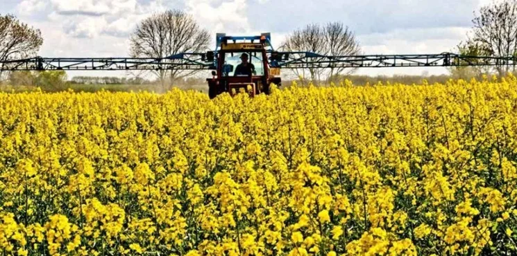 Registro de aplicaciones en cultivos de carinata, colza y camelina.