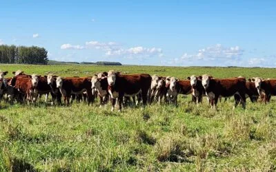 Revolución ganadera en Florida: tecnologías forrajeras, más producción a menor costo.