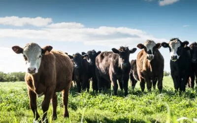 Programa de residuos biológicos no busca castigar al productor, sino que el problema se detecte, corrija y que no vuelva ocurrir.