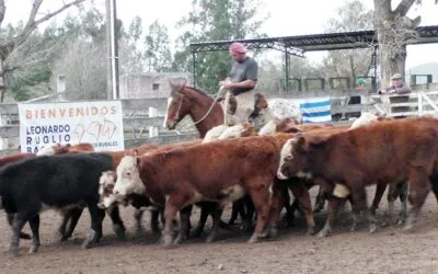 Con buenos promedios en el Campanero se despachó surtida oferta.