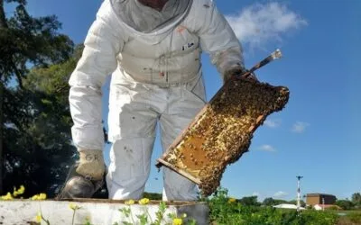Zafra colza 2026. Recomendaciones de INIA para el manejo de las colmenas.