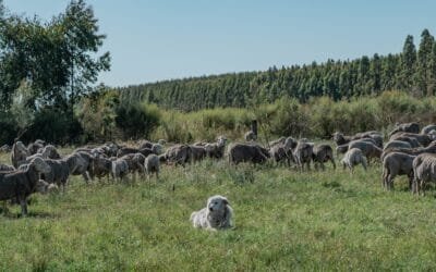 Mercado lanero: corrección en dólares australianos y suba en estadounidenses.