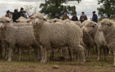 Valores locales marcan diferencia entre Merino y Corriedale.